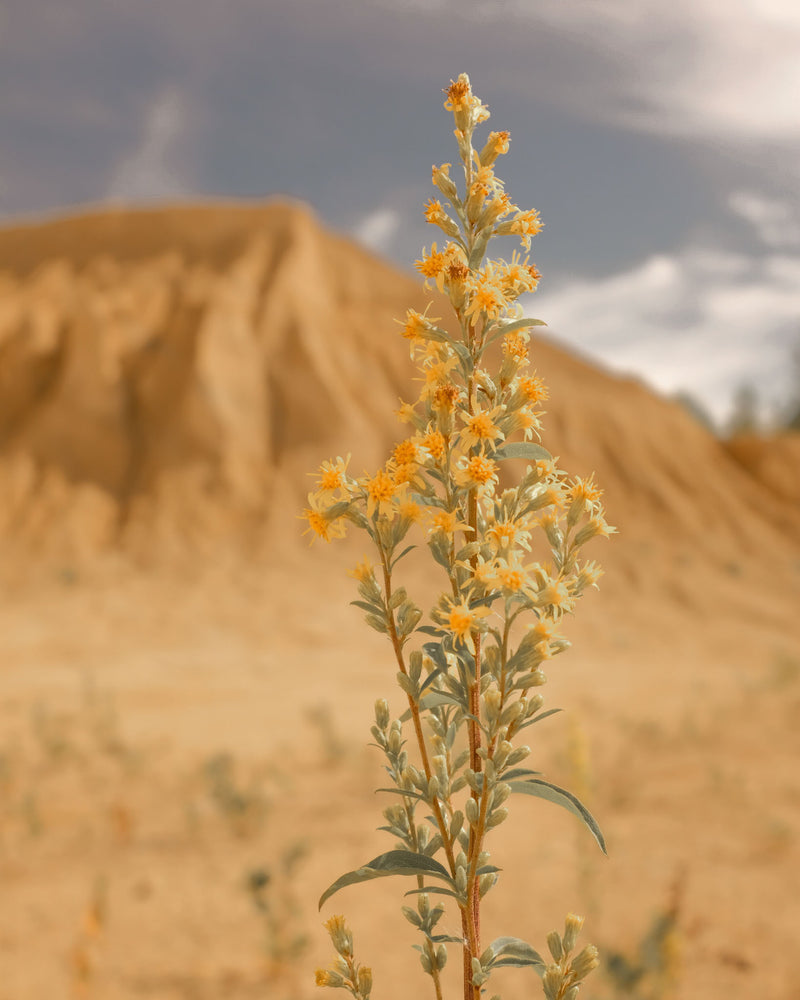 Desierto Florido