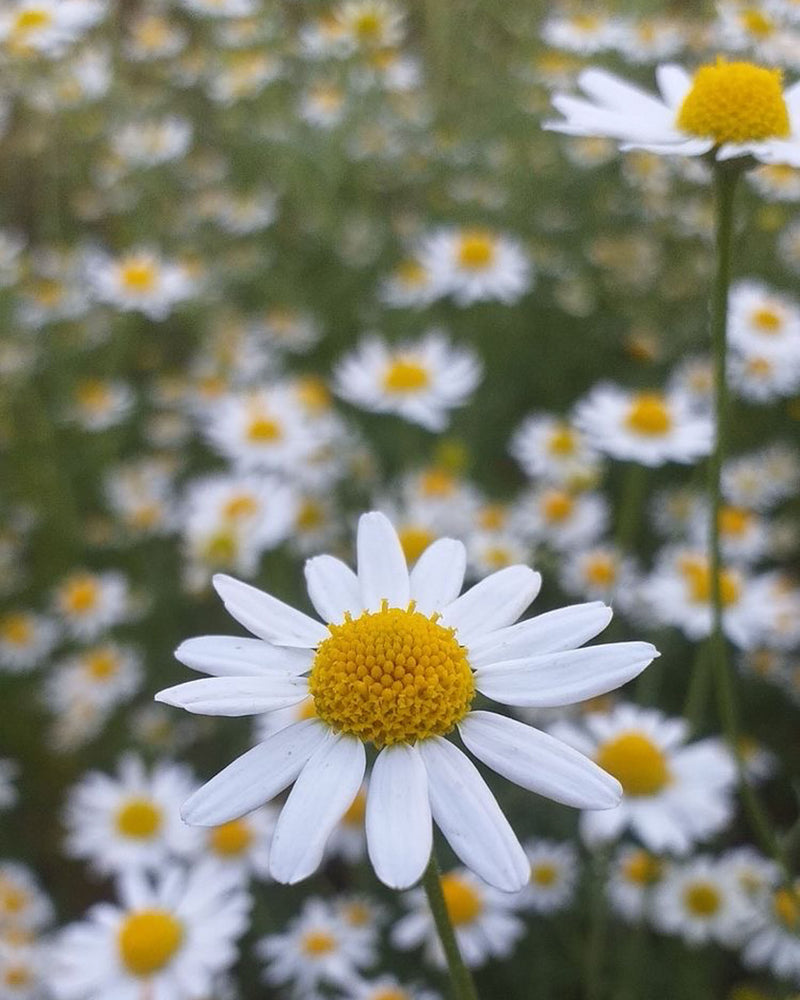 Floral