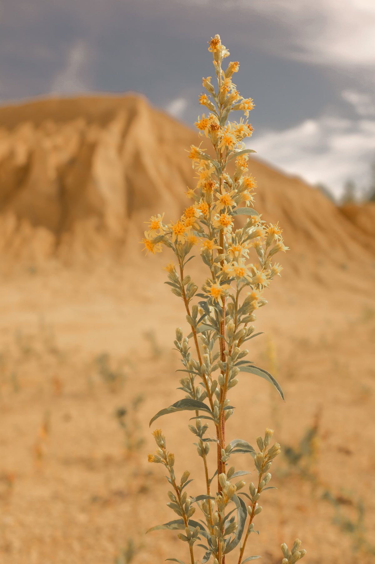 Desierto Florido | Difusor Varitas