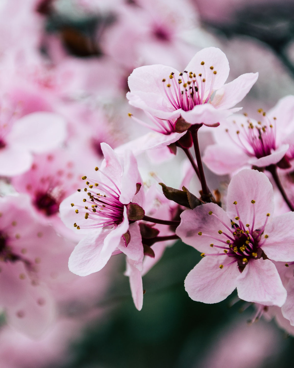 Cherry Blossom | Refill Home Spray